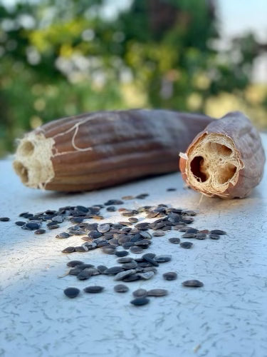 Loofah Seeds